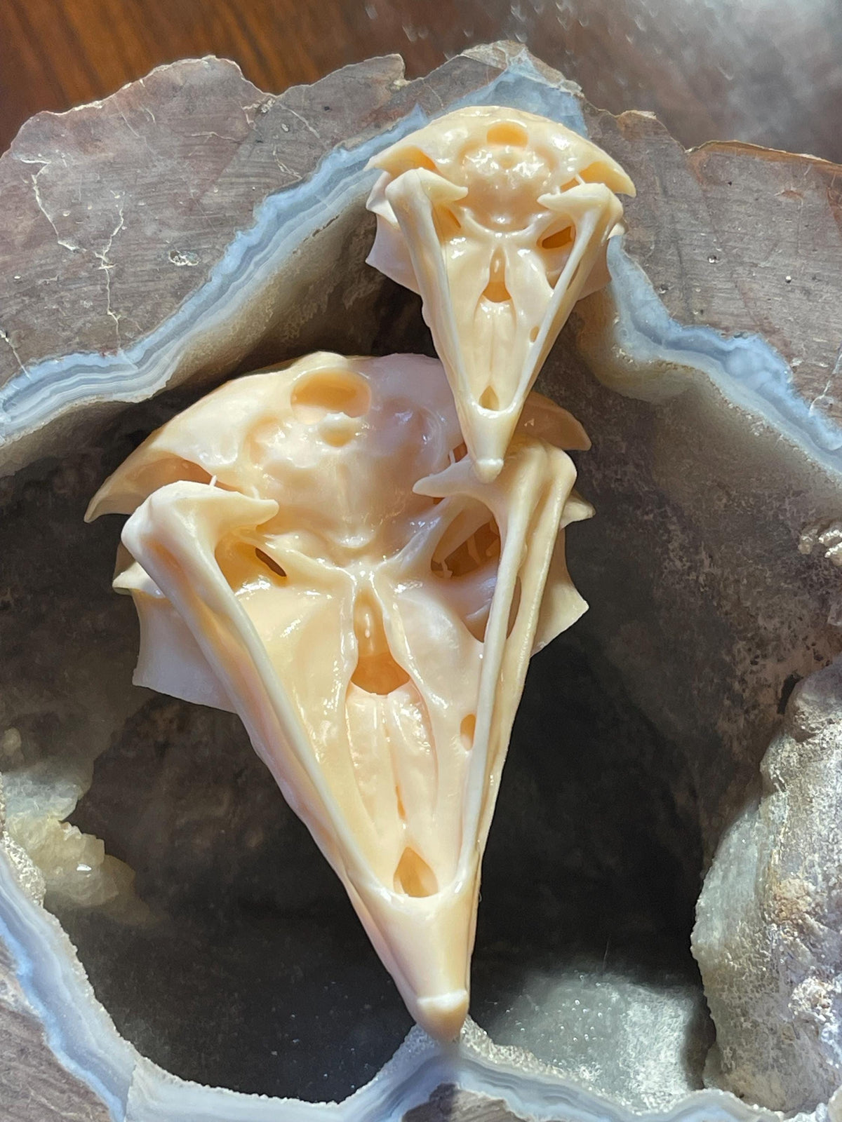 Owl Skull for Oddities & Curiosities Cabinet - Plague Doctor