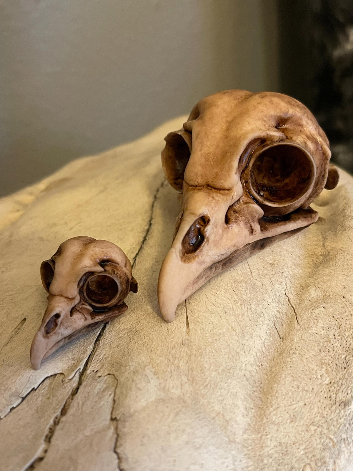 Owl Skull for Oddities & Curiosities Cabinet - Plague Doctor