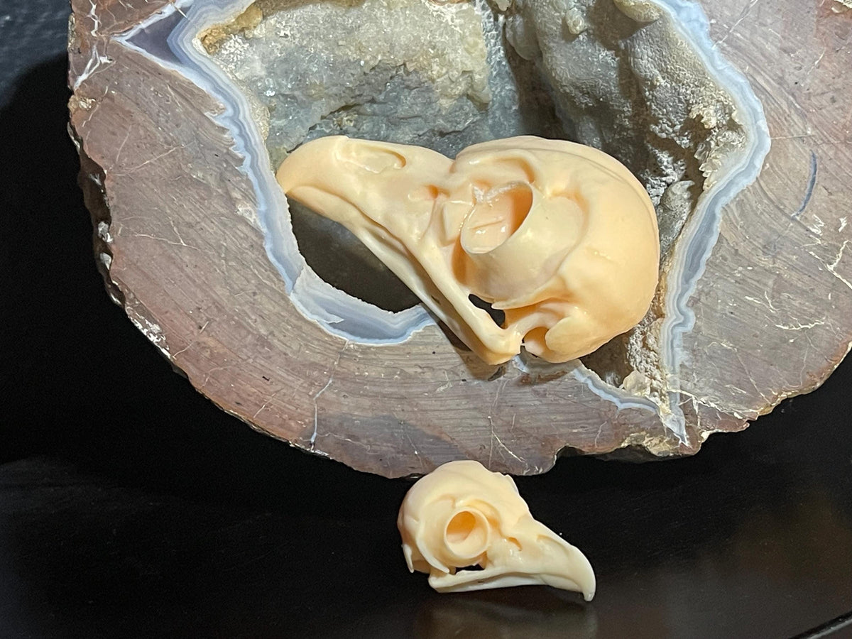 Owl Skull for Oddities & Curiosities Cabinet - Plague Doctor