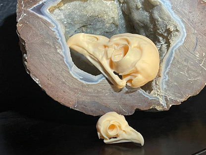 Owl Skull for Oddities & Curiosities Cabinet - Plague Doctor