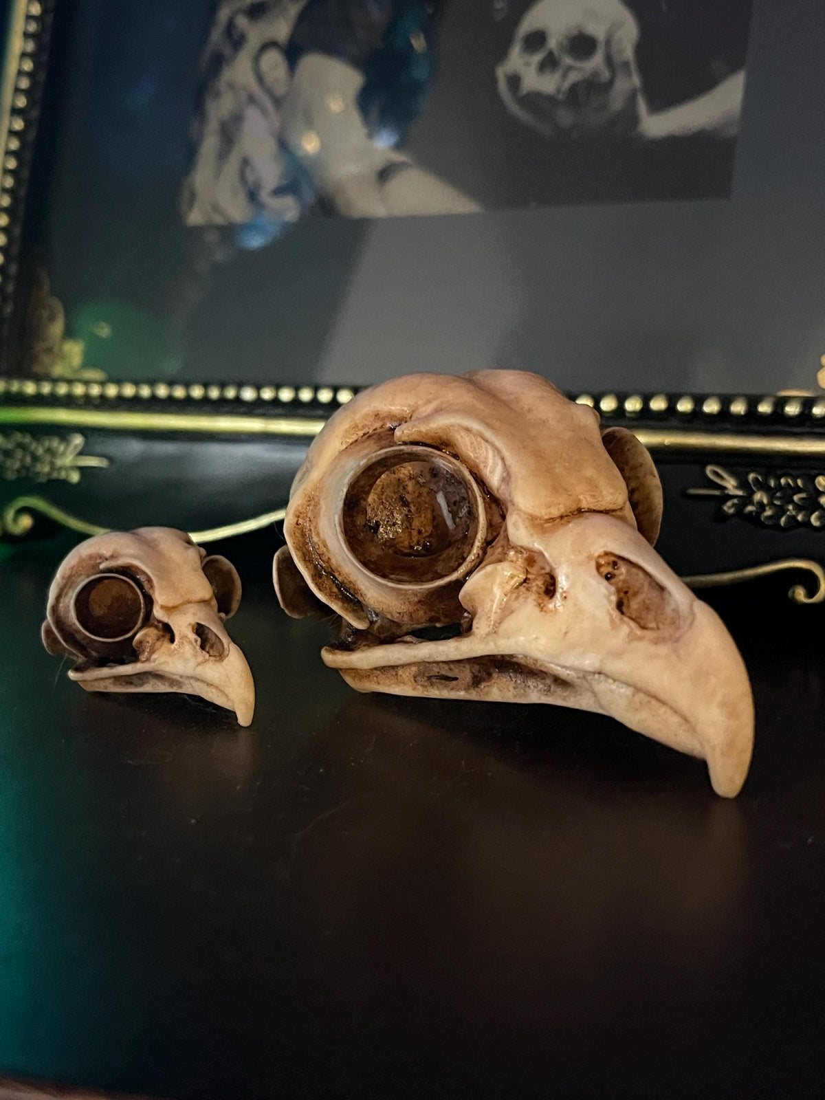 Owl Skull for Oddities & Curiosities Cabinet - Plague Doctor