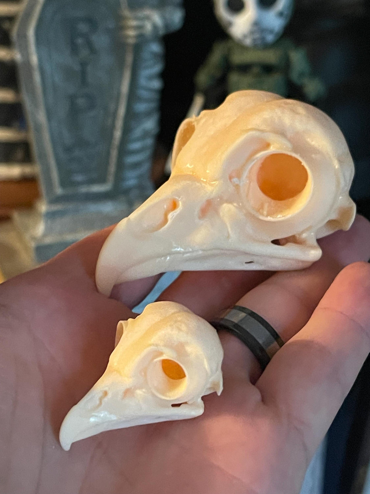Owl Skull for Oddities & Curiosities Cabinet - Plague Doctor