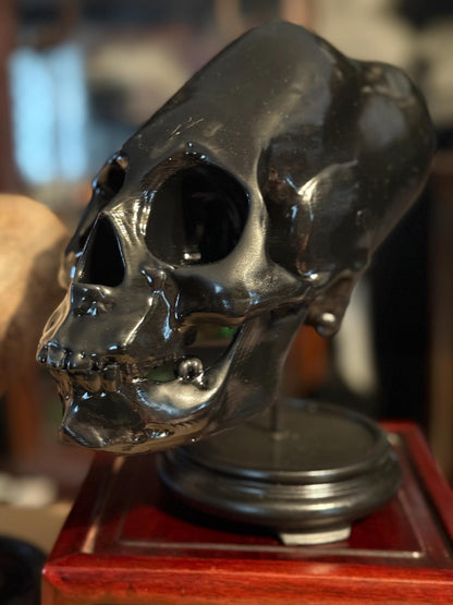 Life Size Elongated Human Skull Replica: Cranial Modification, Oddities and Curiosities. Head Binding. Large Black