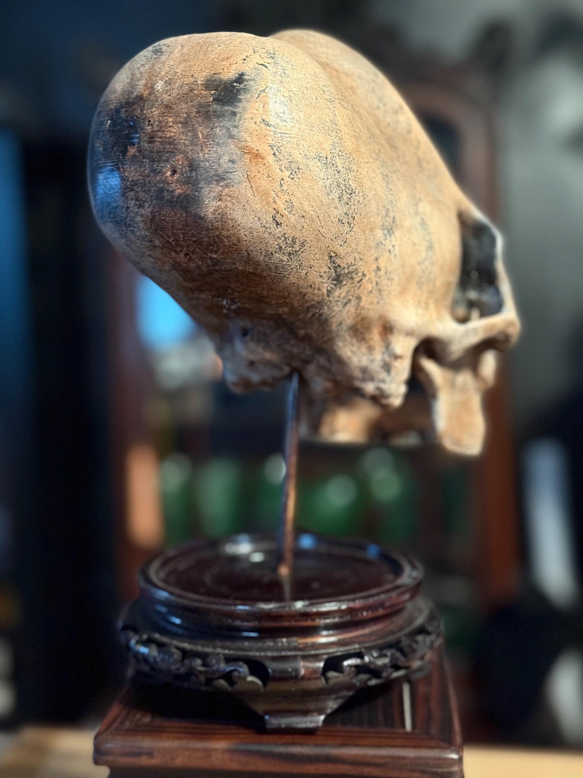 Life Size Elongated Human Skull Replica: Cranial Modification, Oddities and Curiosities. Head Binding.