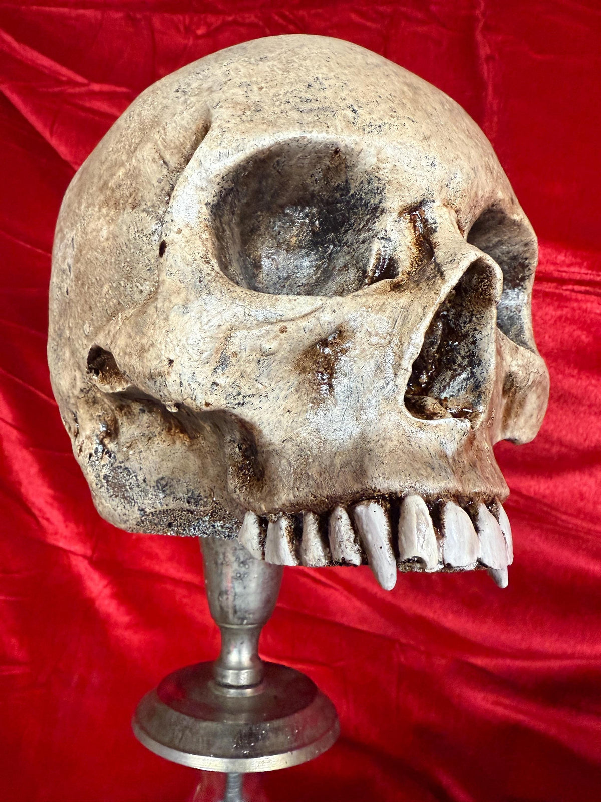 Vampire Skull on Stand, Gothic Oddities Display, Fanged Human Skull Replica, Macabre Halloween Decor