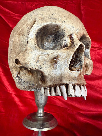 Vampire Skull on Stand, Gothic Oddities Display, Fanged Human Skull Replica, Macabre Halloween Decor