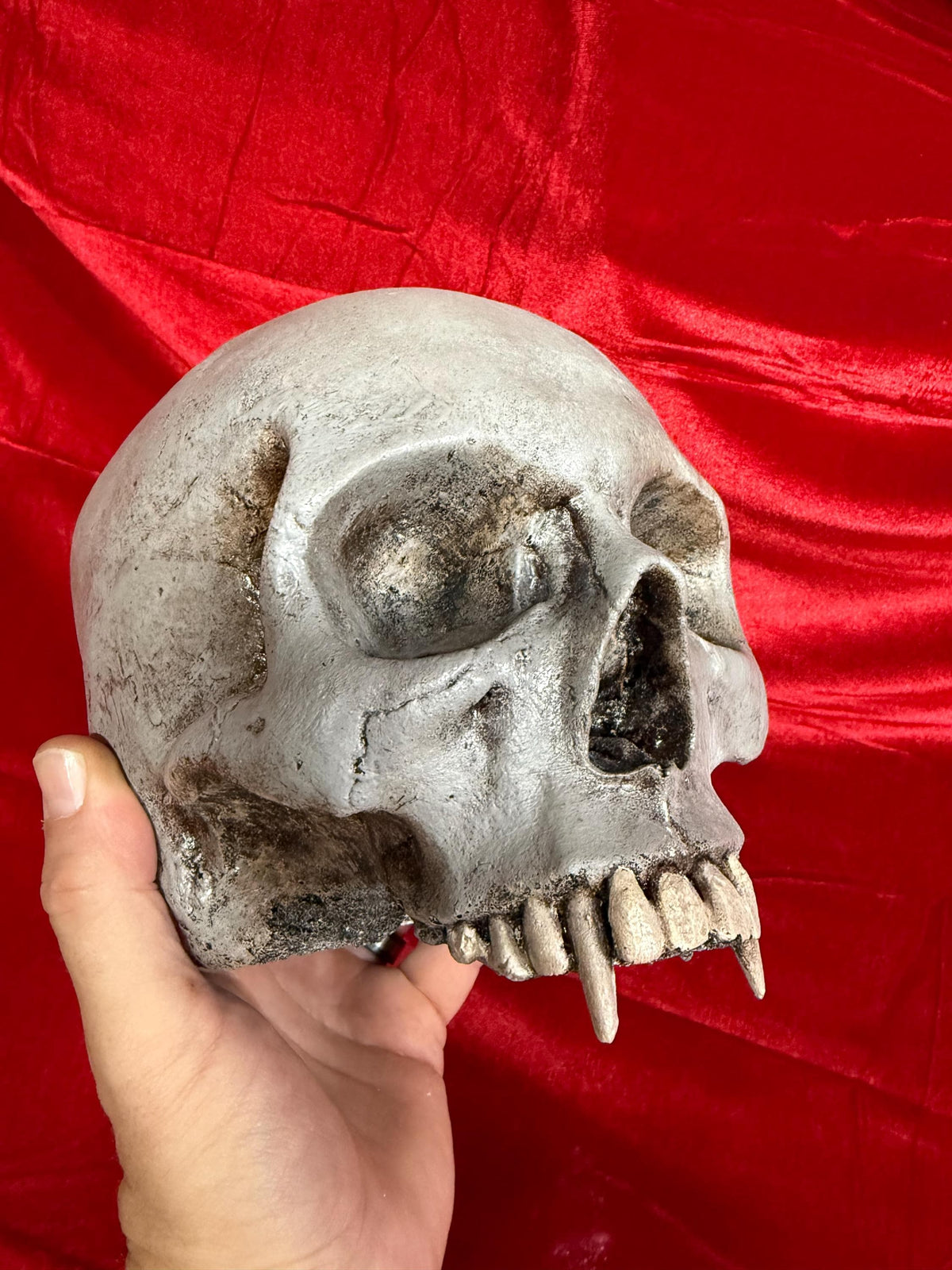 Vampire Skull on Stand, Gothic Oddities Display, Fanged Human Skull Replica, Macabre Halloween Decor Full Skull top Foam