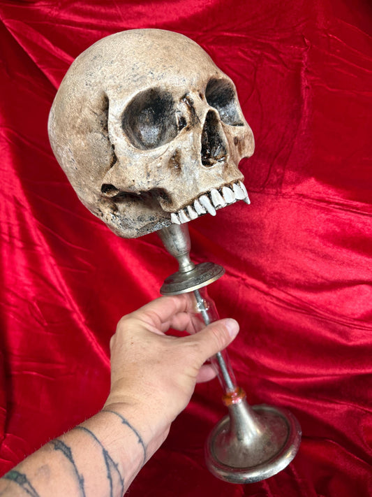 Vampire Skull on Stand, Gothic Oddities Display, Fanged Human Skull Replica, Macabre Halloween Decor Vampire vintage base