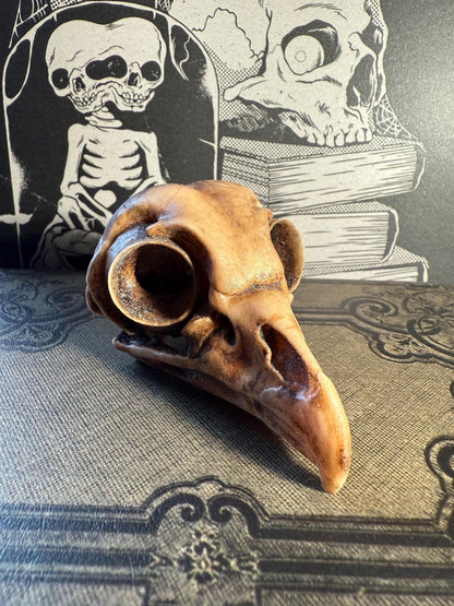 Owl Skull for Oddities & Curiosities Cabinet - Plague Doctor