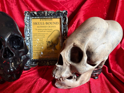Life Size Elongated Human Skull Replica: Cranial Modification, Oddities and Curiosities. Head Binding. Large aged