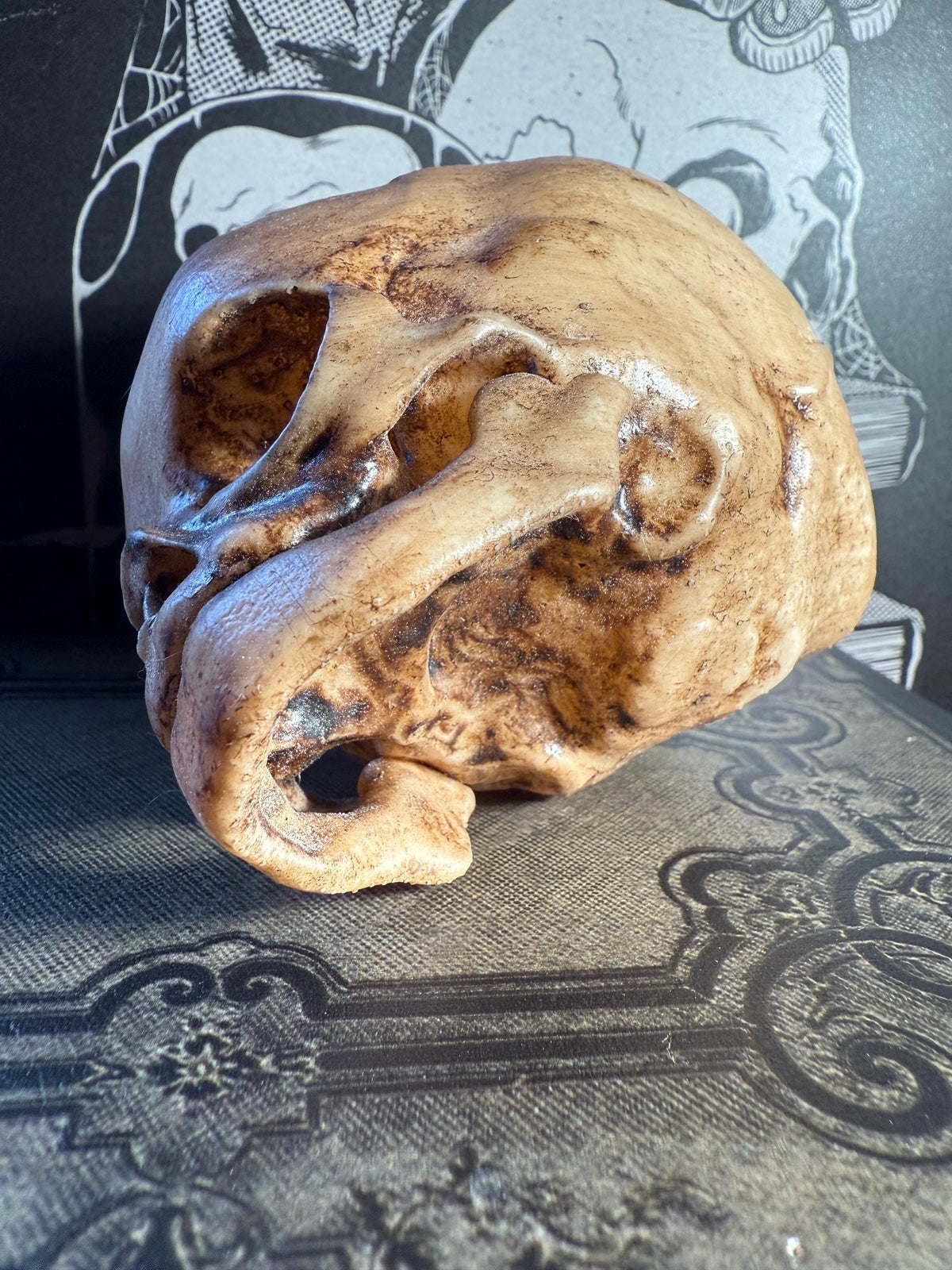 Fetal Skull for a curiosities cabinet