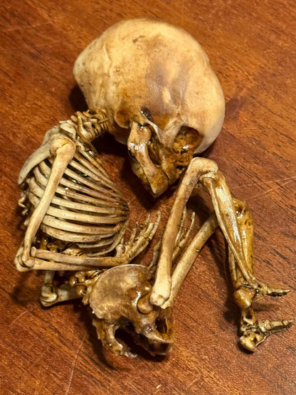 The Waiting Womb – Creepy Curiosity with Fetal Skeleton Replica