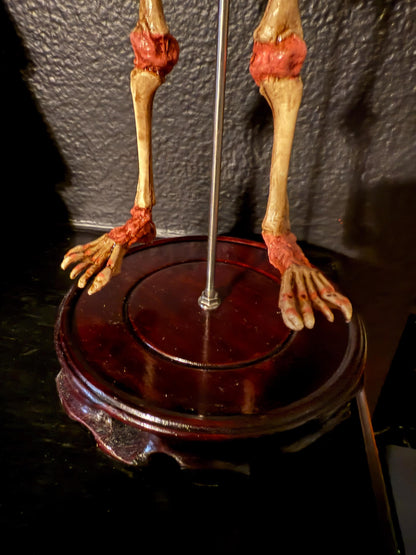 Fetal Skeleton Articulated
