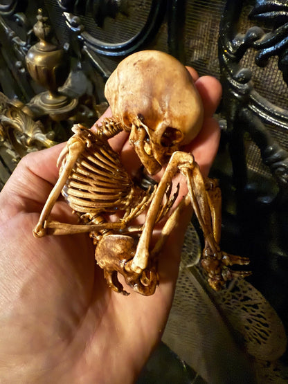 The Waiting Womb – Creepy Curiosity with Fetal Skeleton Replica