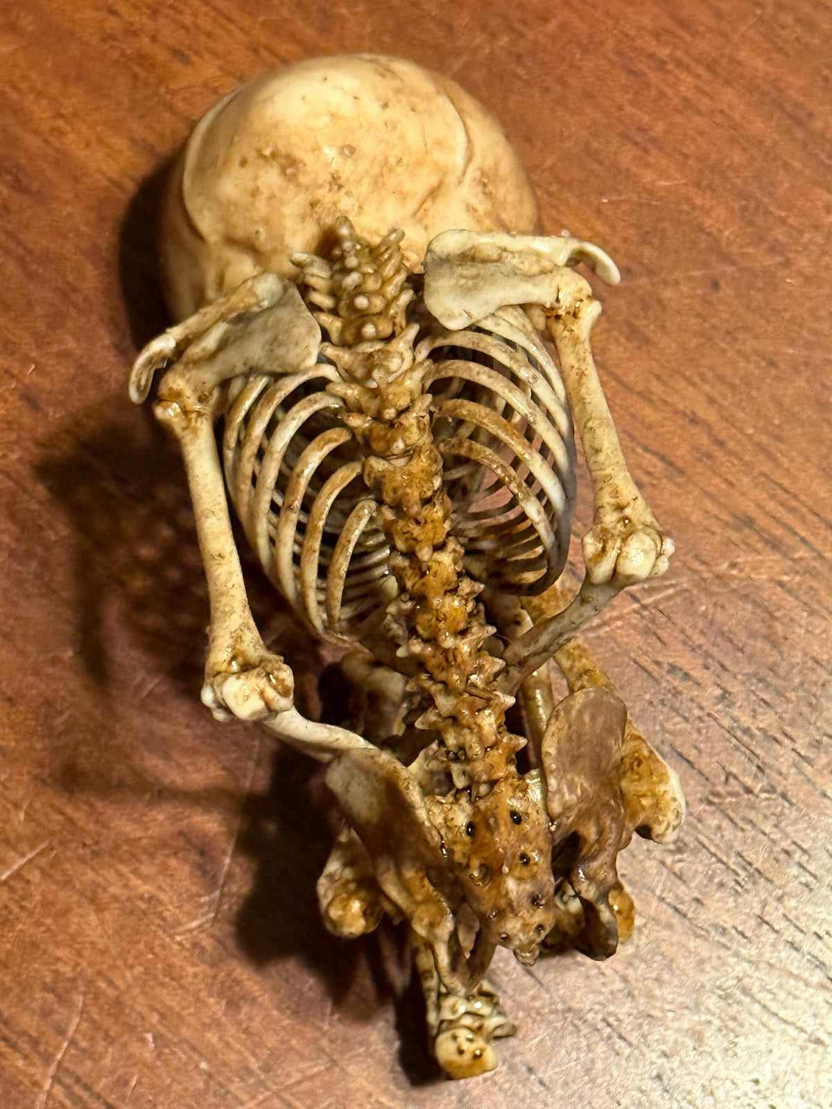 The Waiting Womb – Creepy Curiosity with Fetal Skeleton Replica