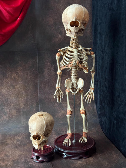Cyclops Fetal Skull Specimen | Gothic Oddities Display | Cabinet of Curiosities Decor