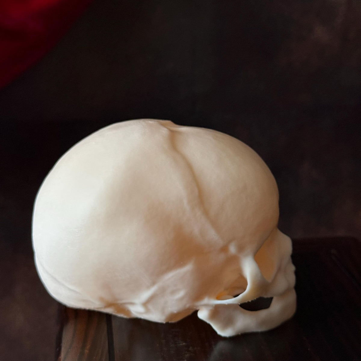 Fetal Skull for a curiosities cabinet