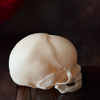 Fetal Skull for a curiosities cabinet