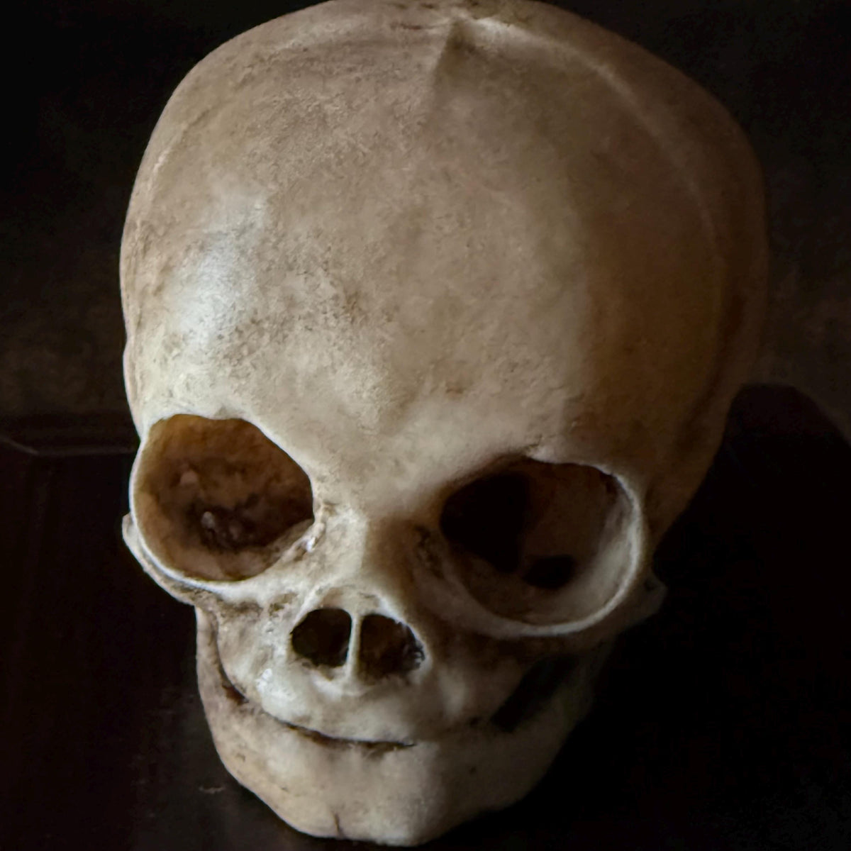 Fetal Skull for a curiosities cabinet
