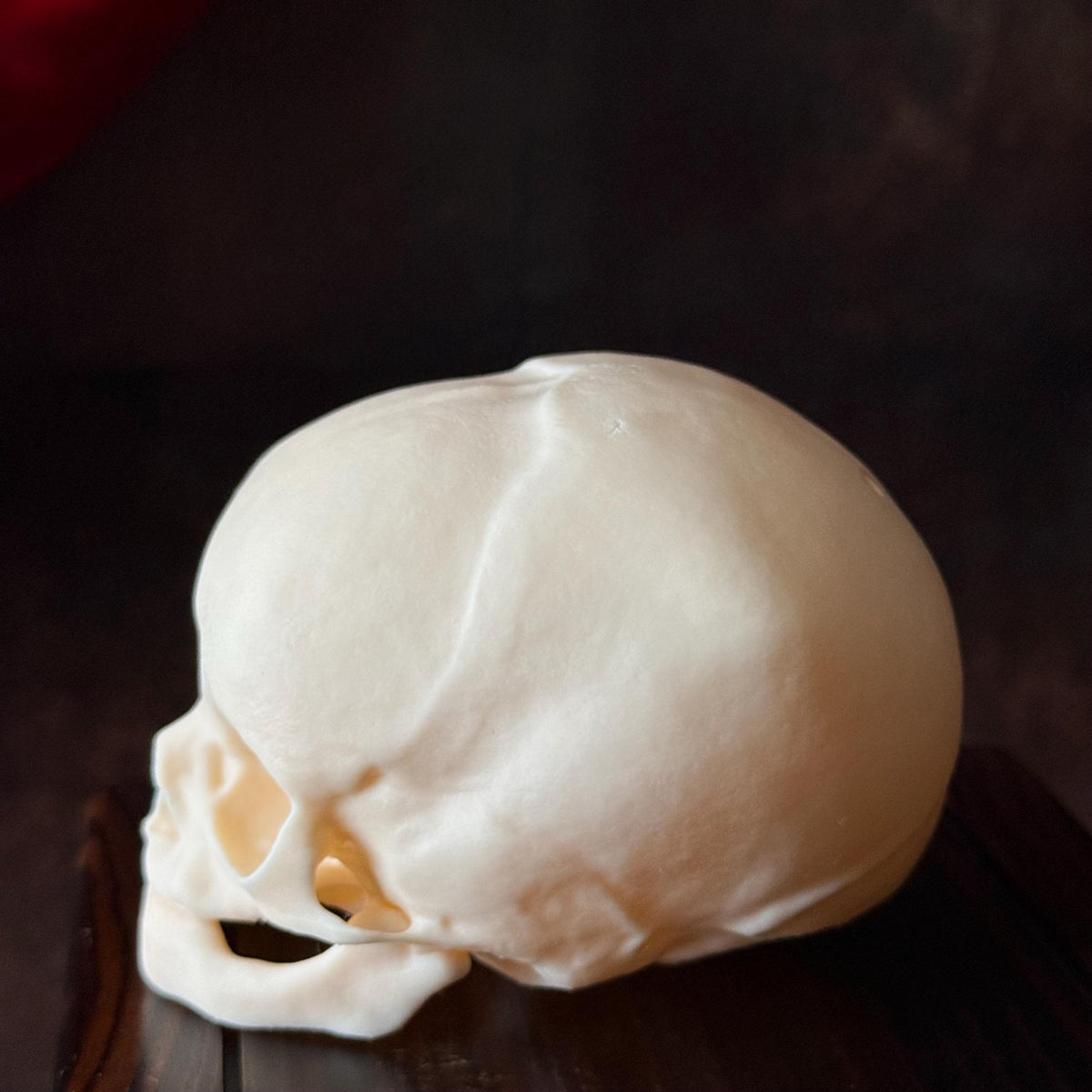 Fetal Skull for a curiosities cabinet
