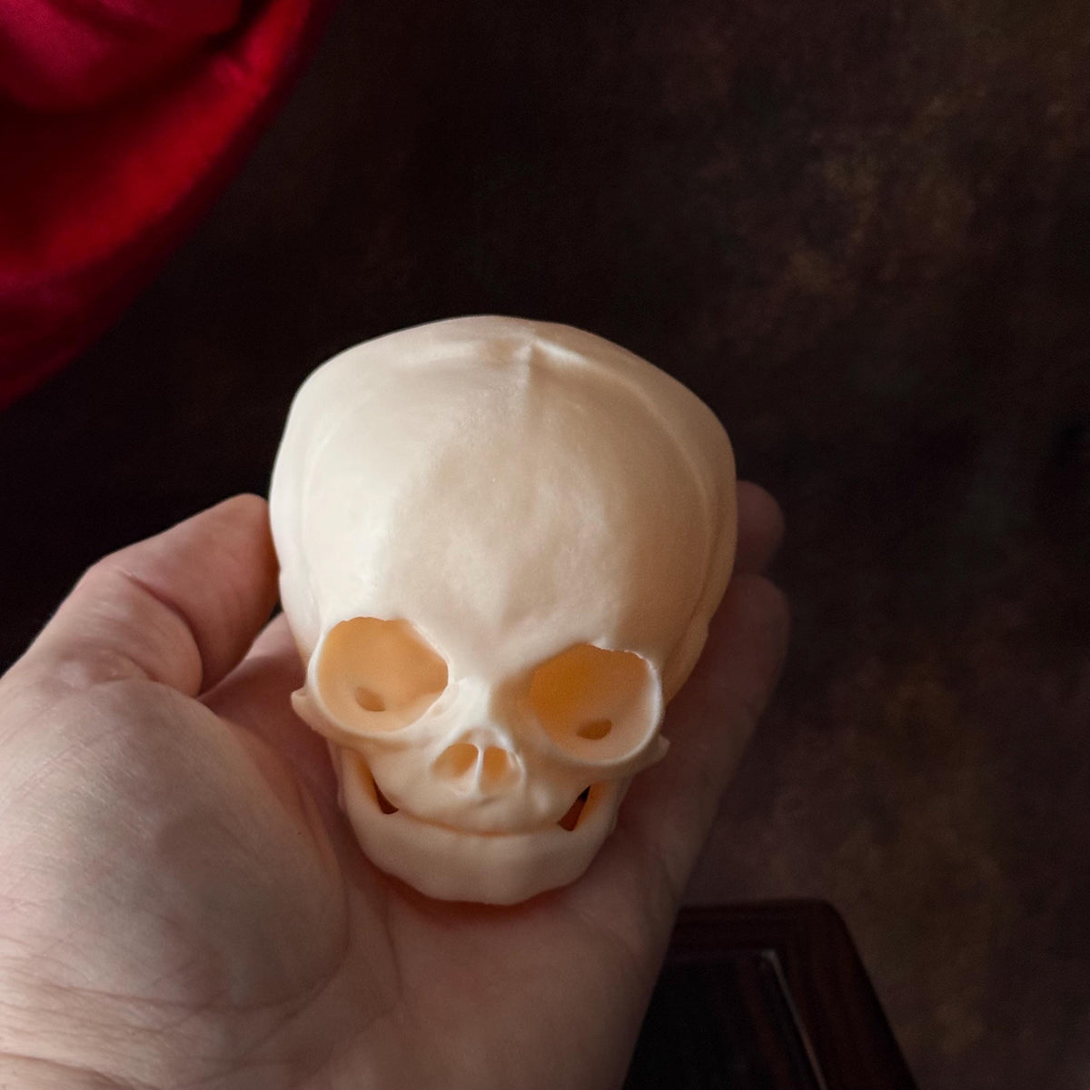 Fetal Skull for a curiosities cabinet Unpainted