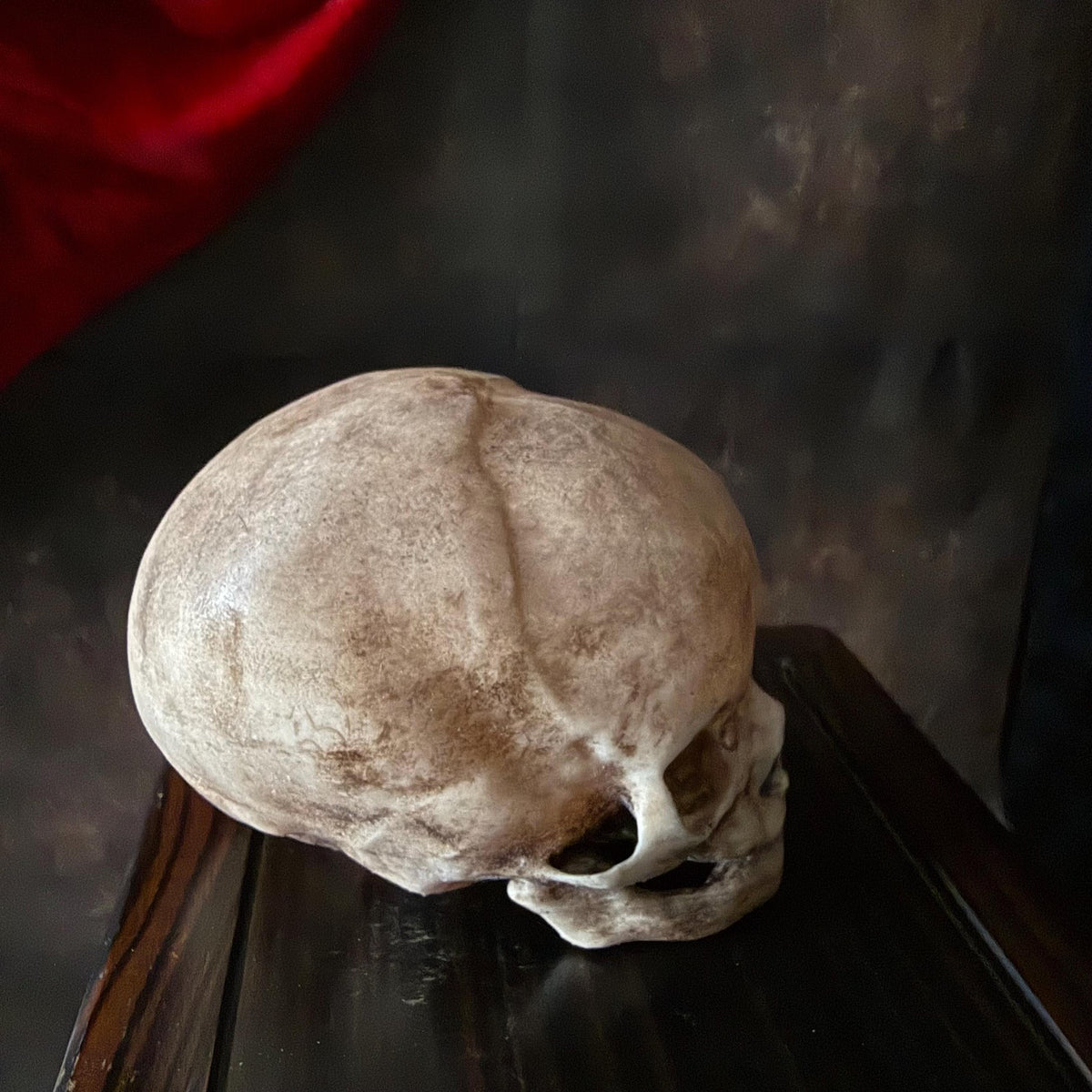 Fetal Skull for a curiosities cabinet