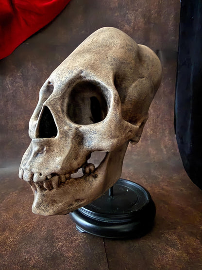 Life Size Elongated Human Skull Replica: Cranial Modification, Oddities and Curiosities. Head Binding.