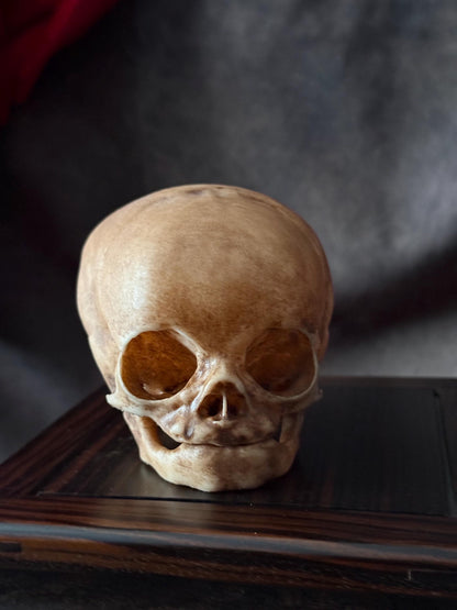 Fetal Skull for a curiosities cabinet