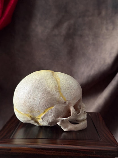 Fetal Skull for a curiosities cabinet