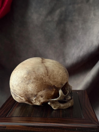 Fetal Skull for a curiosities cabinet