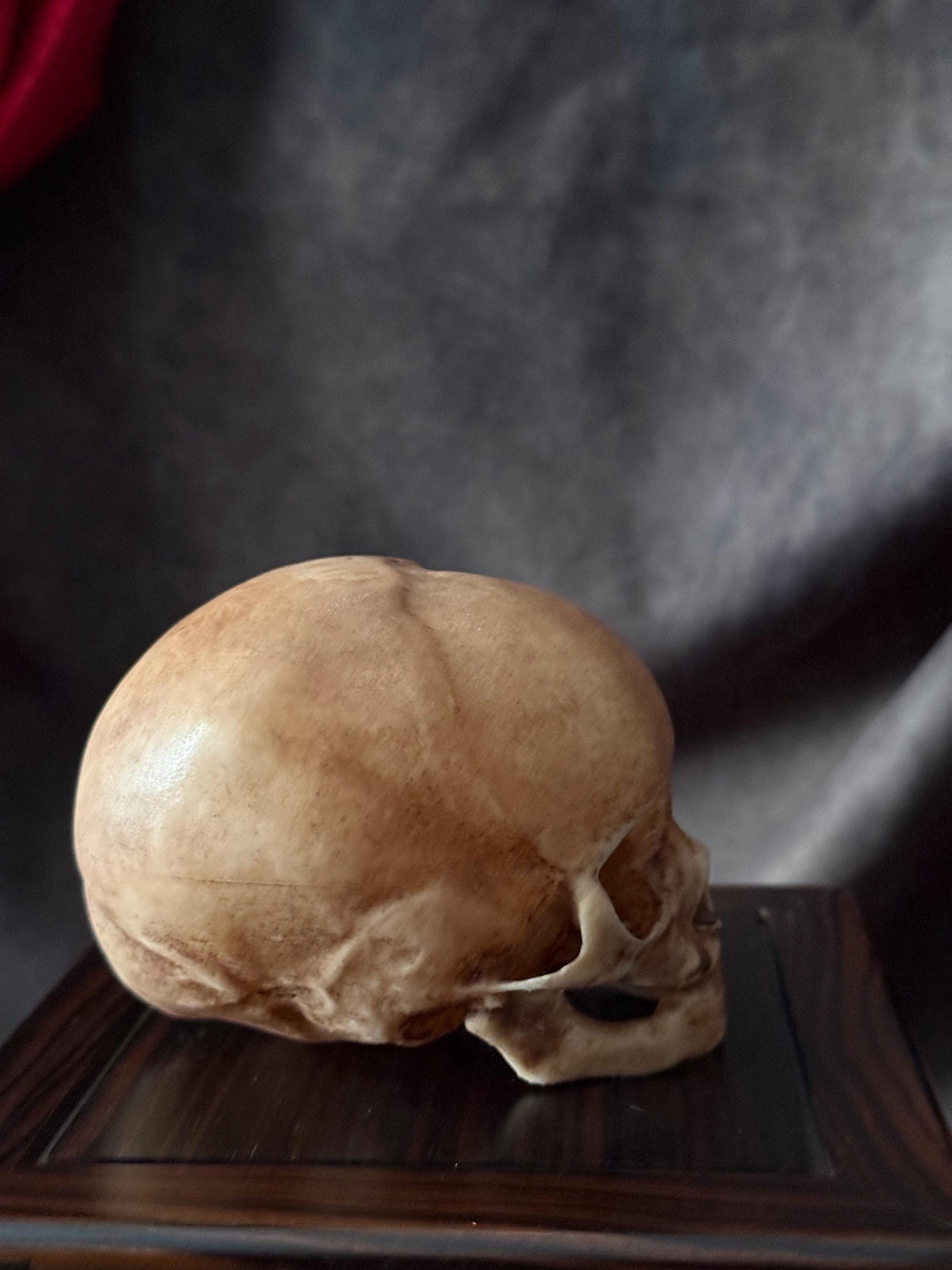Fetal Skull for a curiosities cabinet