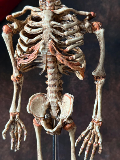 Cyclops Fetal Skeleton | Gothic Curiosity Specimen | Dark Oddities Decor