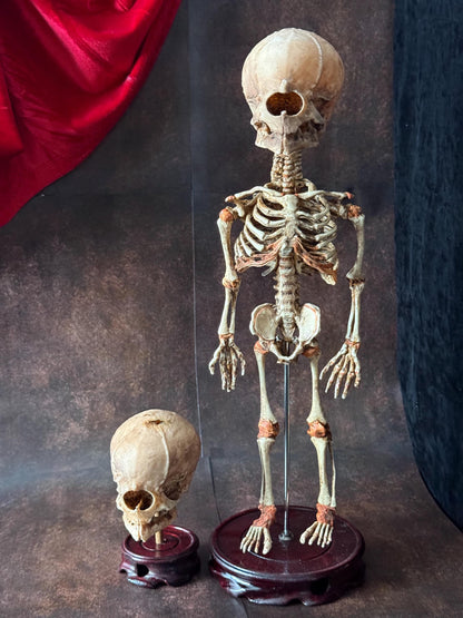 Cyclops Fetal Skeleton | Gothic Curiosity Specimen | Dark Oddities Decor