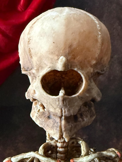 Cyclops Fetal Skeleton | Gothic Curiosity Specimen | Dark Oddities Decor