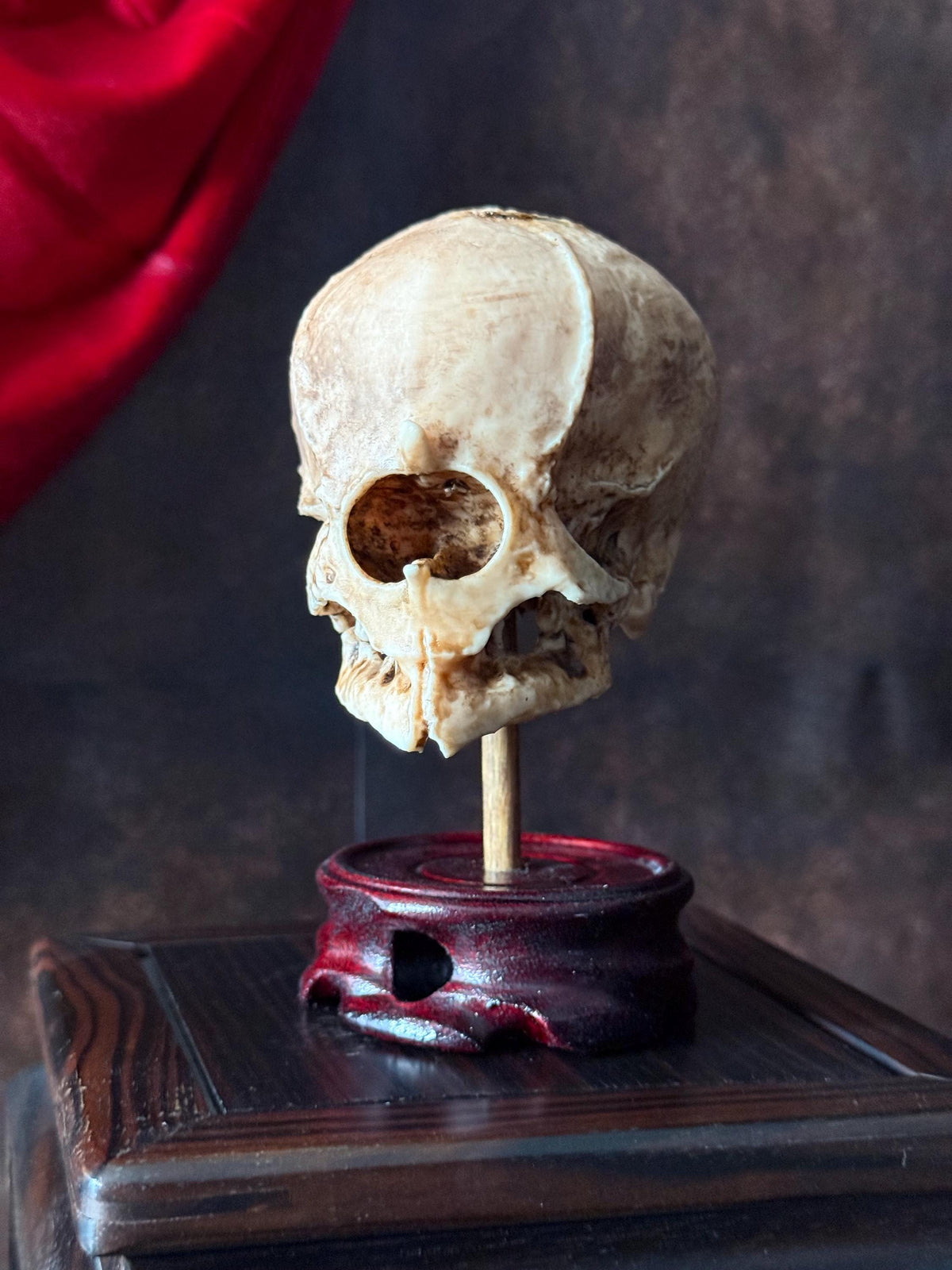 Cyclops Fetal Skull Specimen | Gothic Oddities Display | Cabinet of Curiosities Decor