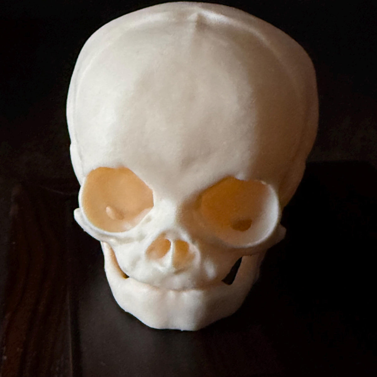 Fetal Skull for a curiosities cabinet