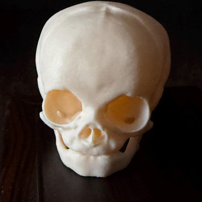 Fetal Skull for a curiosities cabinet