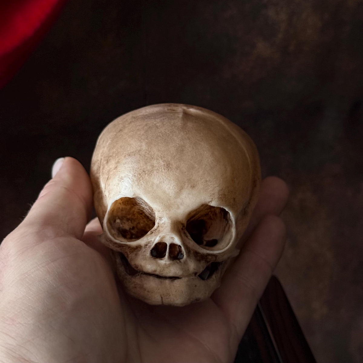 Fetal Skull for a curiosities cabinet