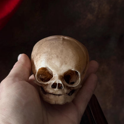 Fetal Skull for a curiosities cabinet