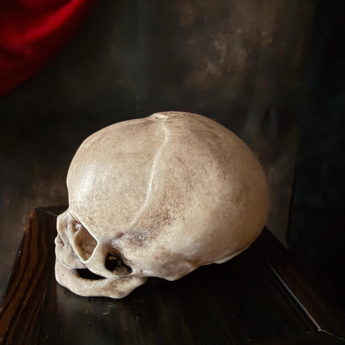 Fetal Skull for a curiosities cabinet