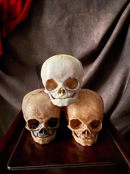 Fetal Skull for a curiosities cabinet