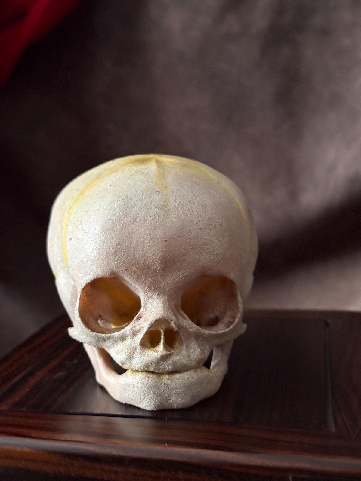 Fetal Skull for a curiosities cabinet Bone