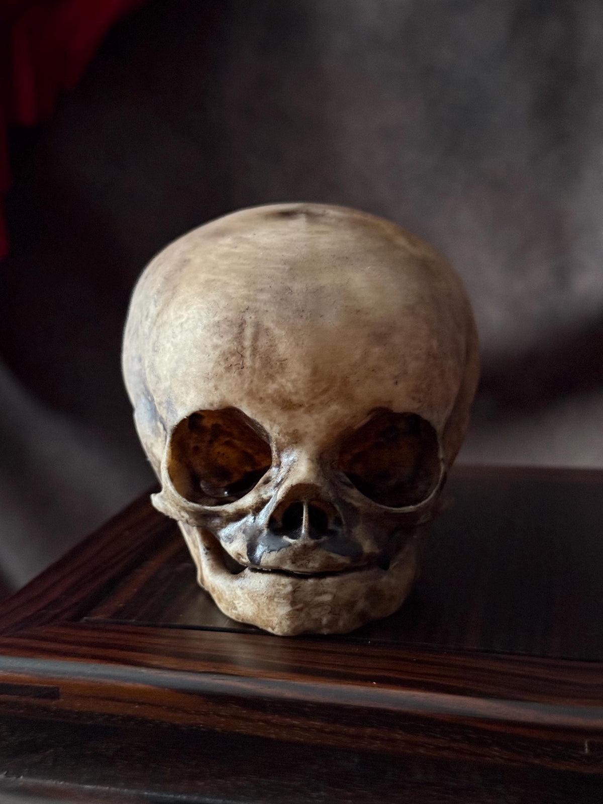 Fetal Skull for a curiosities cabinet Catacombs