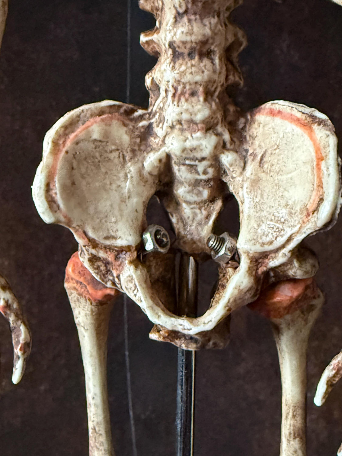 Cyclops Fetal Skeleton | Gothic Curiosity Specimen | Dark Oddities Decor