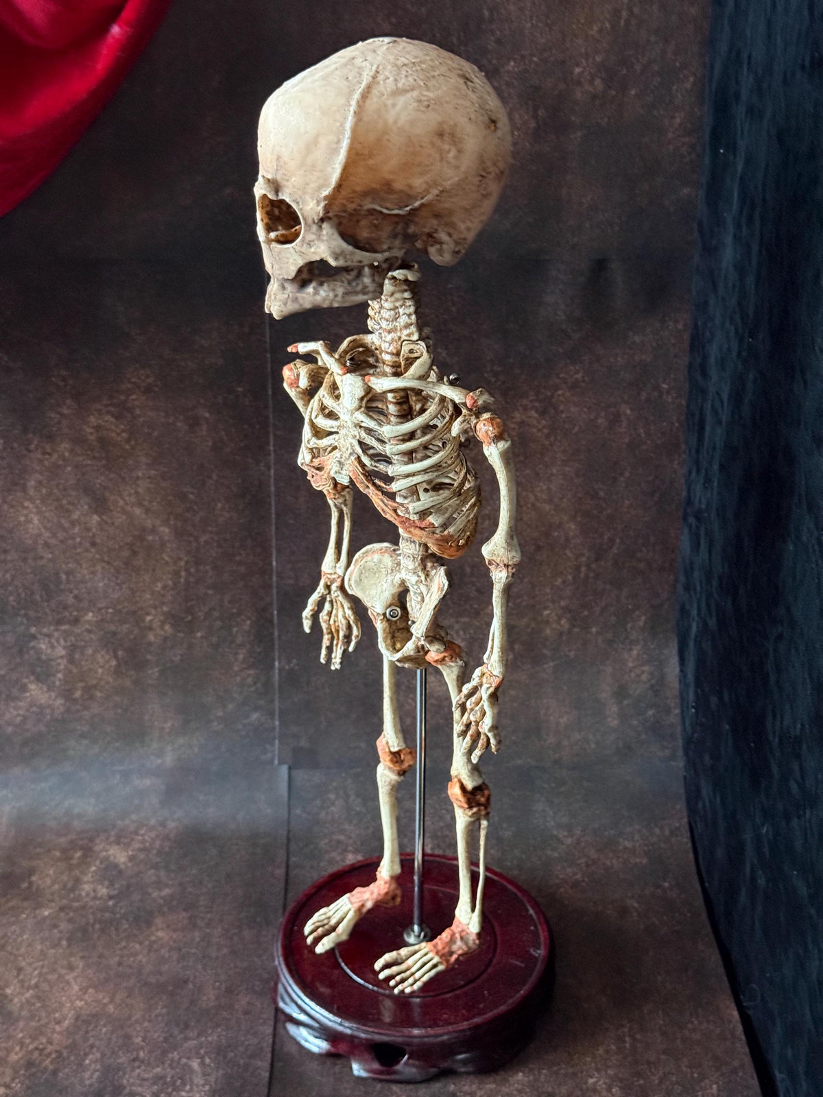 Cyclops Fetal Skeleton | Gothic Curiosity Specimen | Dark Oddities Decor