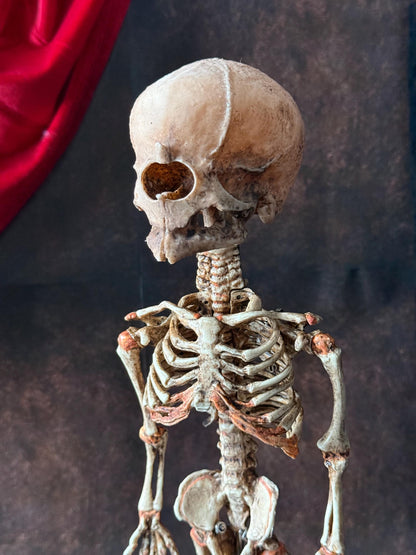 Cyclops Fetal Skeleton | Gothic Curiosity Specimen | Dark Oddities Decor