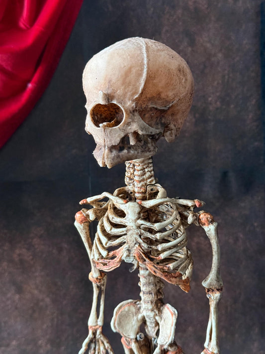 Cyclops Fetal Skeleton | Gothic Curiosity Specimen | Dark Oddities Decor