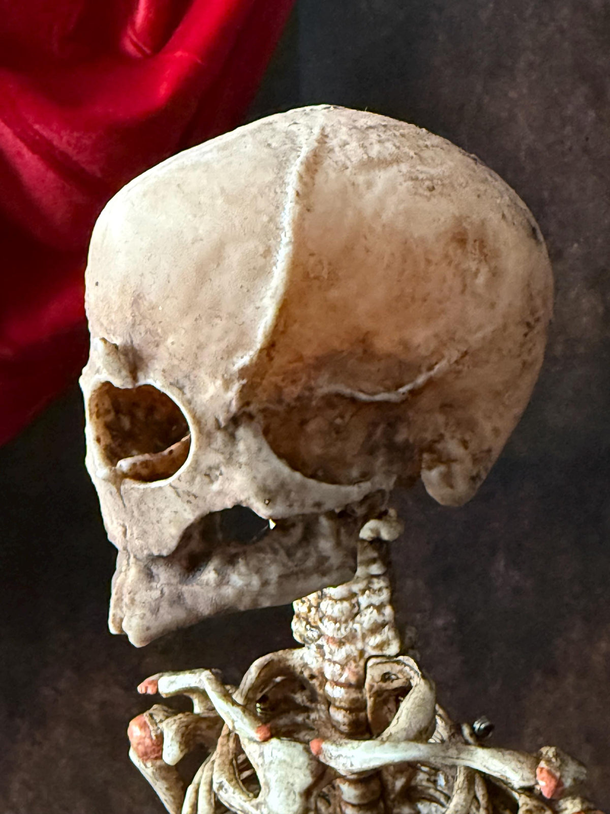 Cyclops Fetal Skeleton | Gothic Curiosity Specimen | Dark Oddities Decor