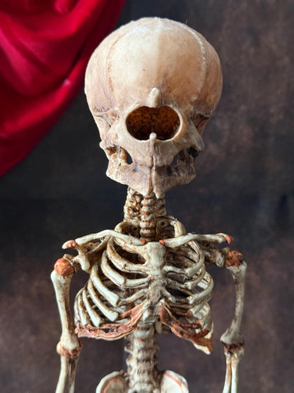 Cyclops Fetal Skeleton | Gothic Curiosity Specimen | Dark Oddities Decor