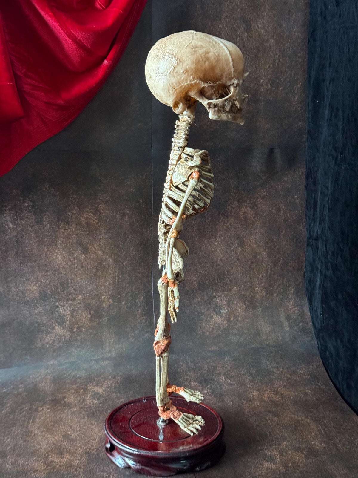 Cyclops Fetal Skeleton | Gothic Curiosity Specimen | Dark Oddities Decor